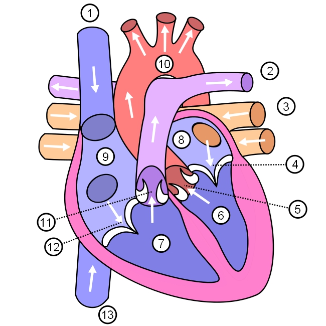 diagram of the human heart multilingual