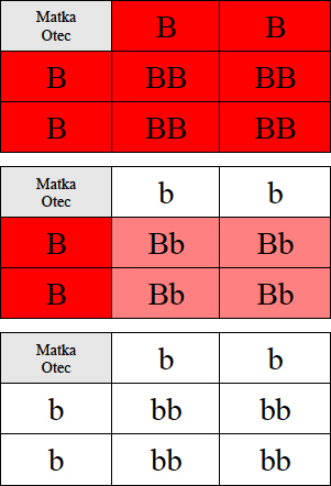 genetika aktivita 1 reseni 3a