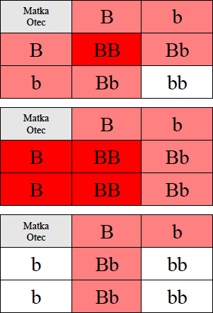 genetika aktivita 1 reseni 3b