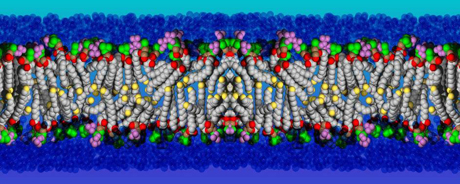 lipid bilayer2