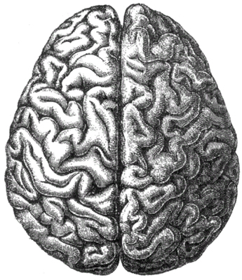 brain